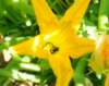 bumblebeeinflower_small.jpg
