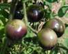 indigorosetomatoesripening_small.jpg